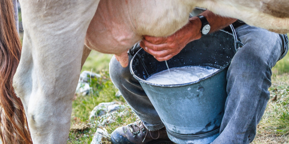 Производство молока в КР выросло на 2.3% за счет увеличения числа дойных коров изображение публикации