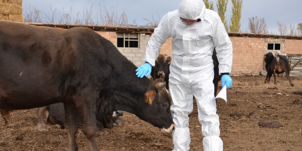 Ветеринарная служба с начала года оштрафовала бизнес на 2.2 млн сомов изображение публикации