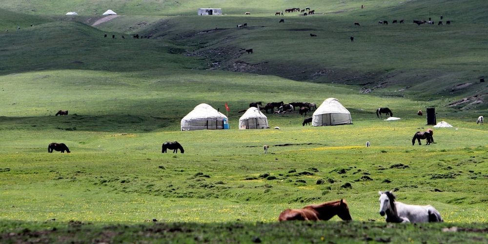 В Кыргызстане ограничат выпас скота на присельных пастбищах из-за деградации земель изображение публикации