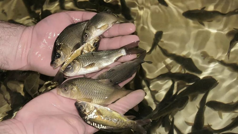 В Узгенском районе строится инкубационный цех для развития рыбного хозяйства изображение публикации