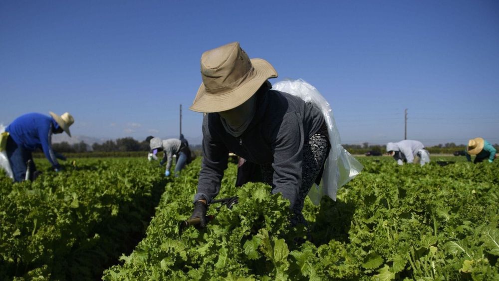 Фермерам Кыргызстана выдали кредиты на 621 млн сомов в рамках «ФСХ-13» изображение публикации