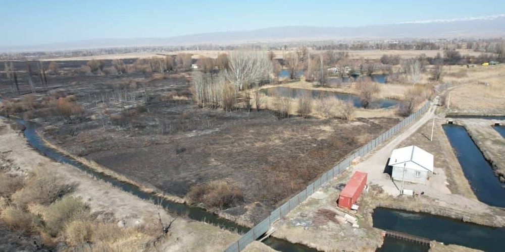 В Ысык-Ате пожар уничтожил 200 га камыша изображение публикации