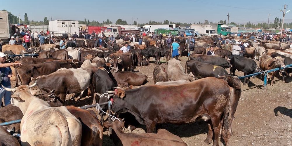 В Кыргызстане откроют пять скотных рынков — где появятся новые объекты? изображение публикации