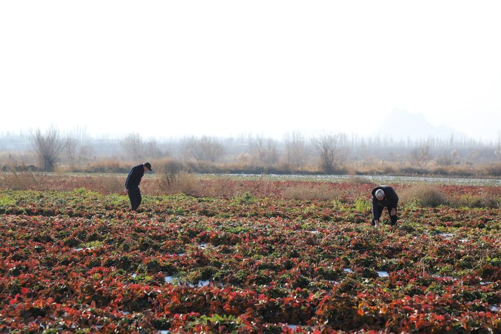 В Баткене фермеры при поддержке ФАО построили водохранилище – как оно повлияет на экспорт клубники? изображение публикации