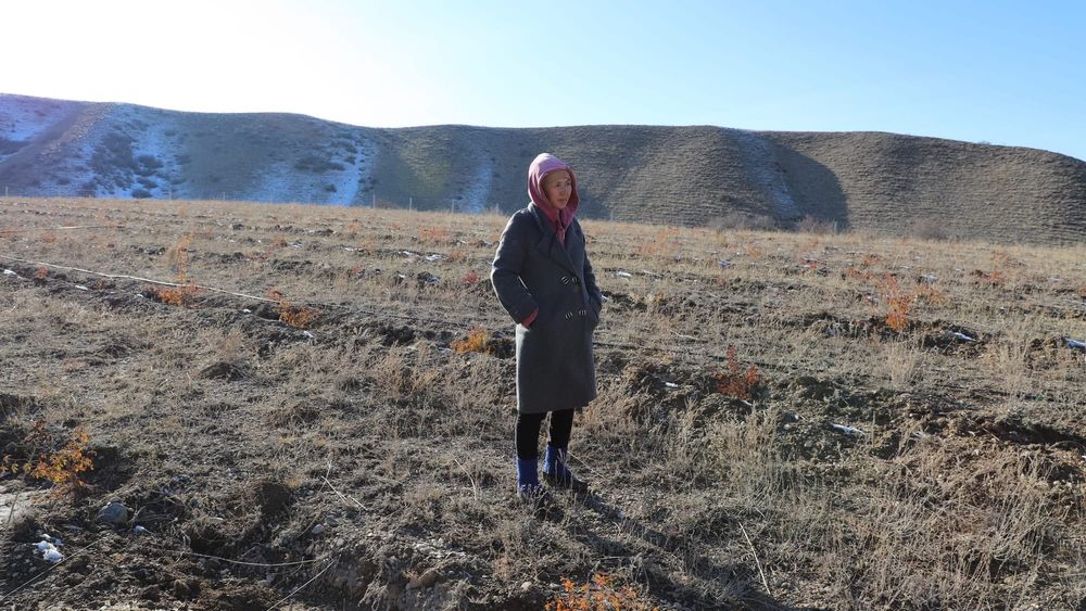 Женщины в Лейлекском районе начали выращивать шиповник на засушливых землях изображение публикации