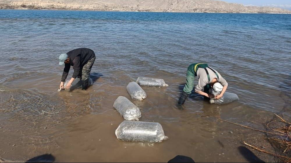 В Иссык-Куль выпустили более 2 млн личинок рыб изображение публикации