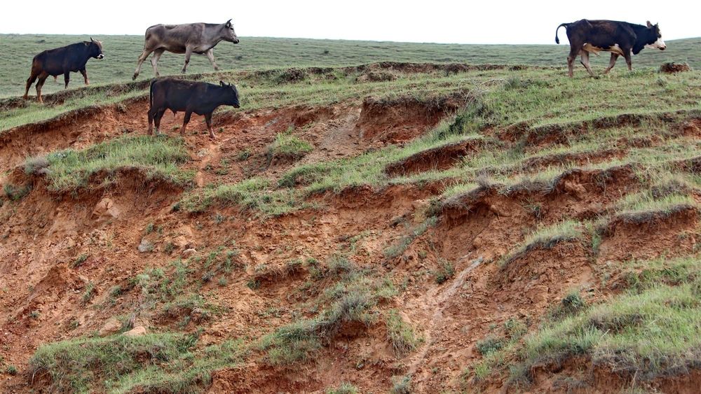 В КР ограничат выпас скота вблизи сел для предотвращения деградации пастбищ изображение публикации