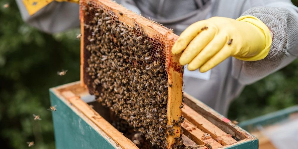 В рамках соцконтракта за год в Кыргызстане открыли более 250 пасек изображение публикации