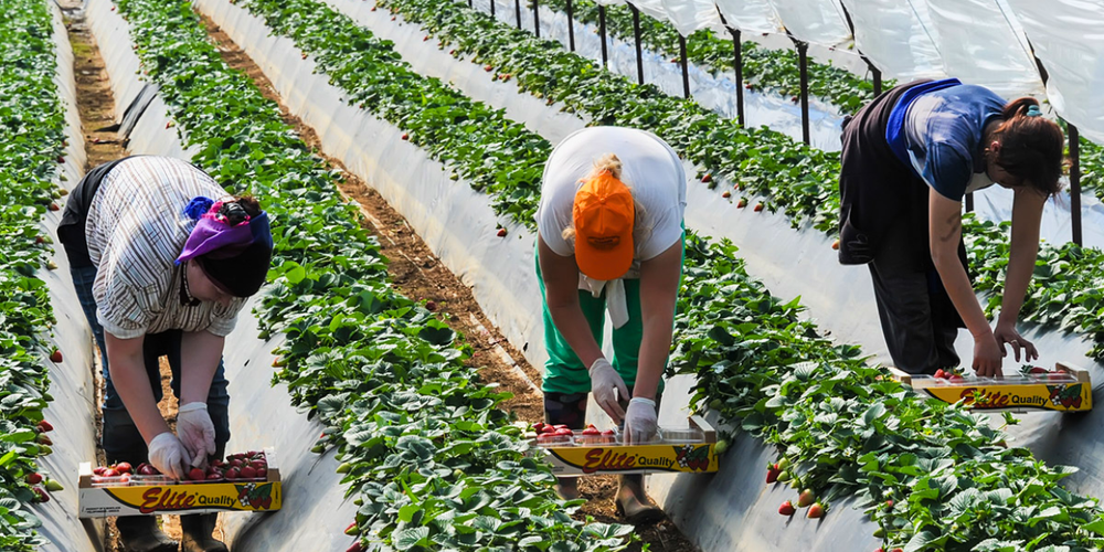 Свыше 8 тысяч кыргызстанцев были трудоустроены в Великобритании в 2024 году изображение публикации