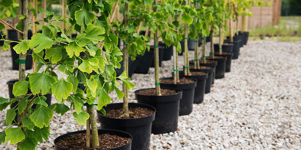 По дороге на Иссык-Куль в Кеминском районе высадят 9 тысяч саженцев изображение публикации