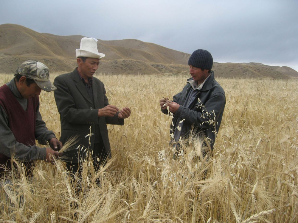 С начала года Гарантийный фонд поддержал фермеров на 892 млн сом изображение публикации