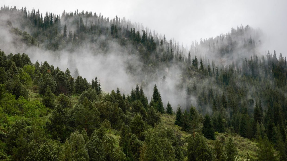 Доход от лесопользования в Кыргызстане превысил 50 млн сомов изображение публикации