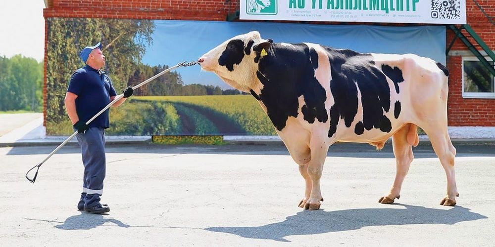 Кыргызстан и «Уралплемцентр» договорились о сотрудничестве в сфере племенного животноводства изображение публикации