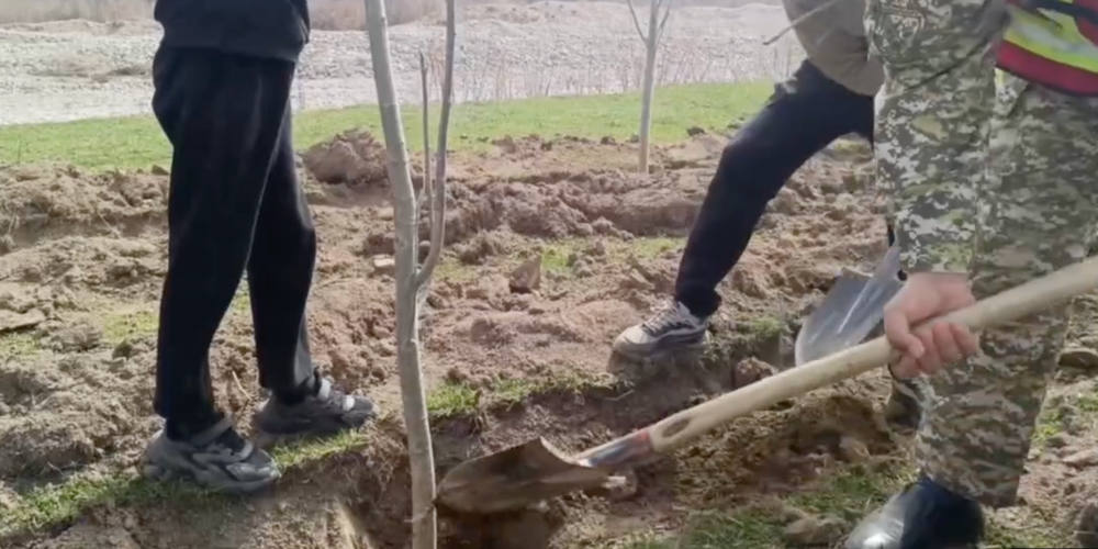 В Иссык-Кульской и Таласской областях высадили 4 тысячи тополей изображение публикации