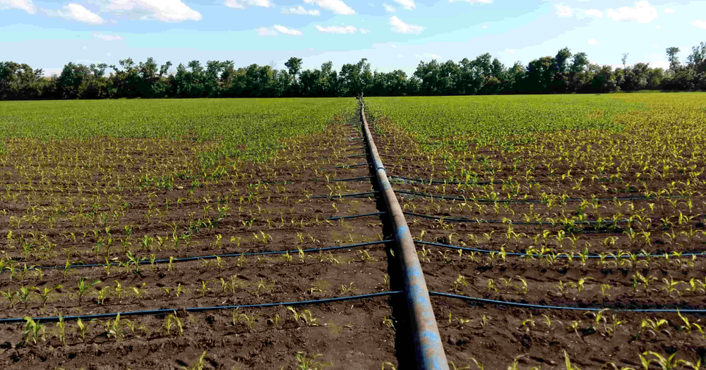 Орошаемые земли в Кара-Жыгаче отдали под ИЖС — вмешался Минстрой изображение публикации
