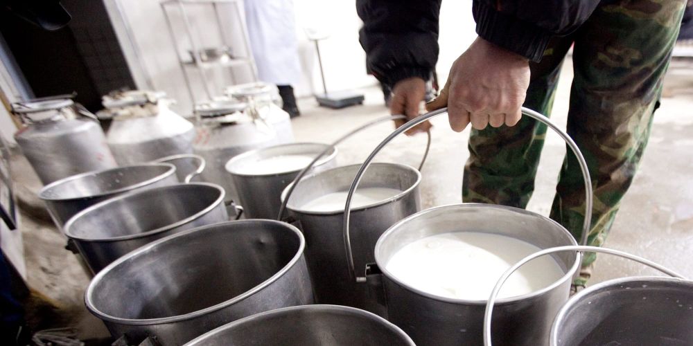 В Минсельхозе рассказали, как фермеры могут отказаться от посредников и продавать молоко напрямую заводам изображение публикации