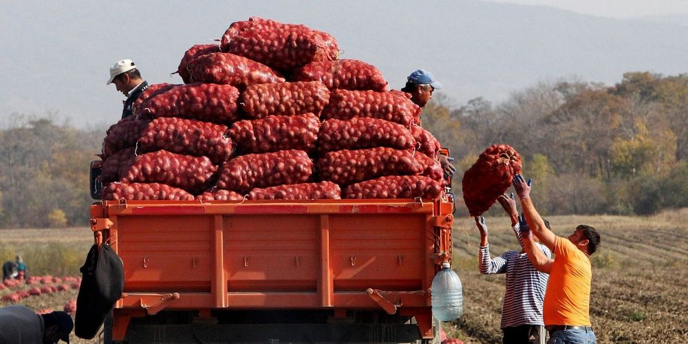 Минсельхоз призвал фермеров КР не увеличивать площади под картофель в 2025 году — причины изображение публикации