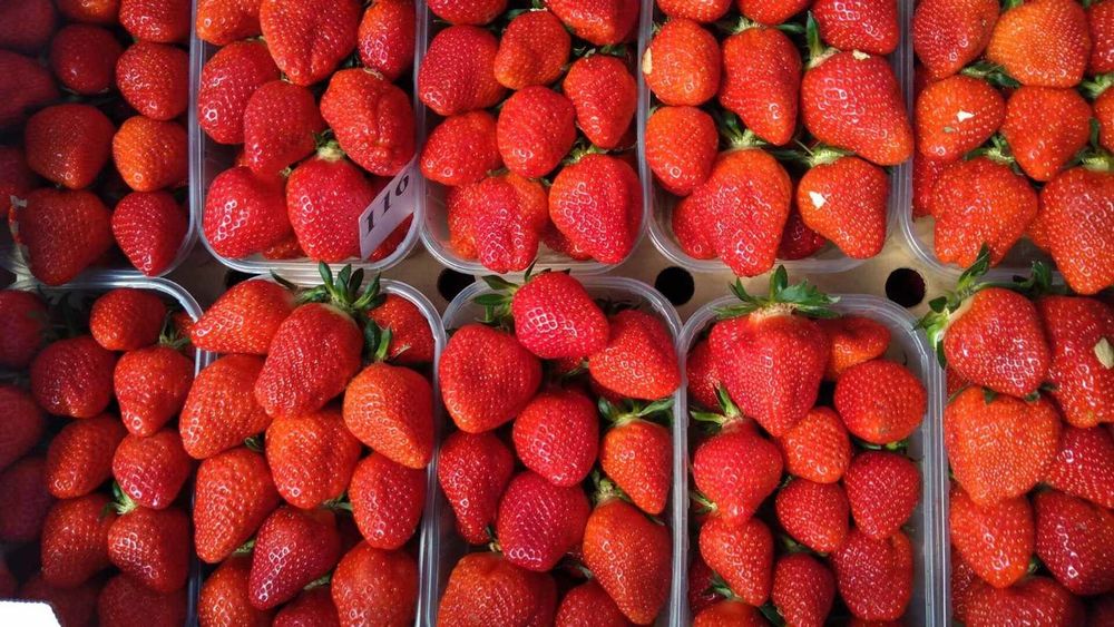 В Баткенской области создали кооператив для выращивания клубники на экспорт изображение публикации