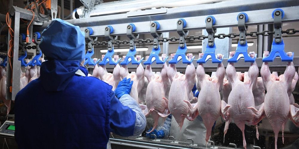 Рынок яиц насытился — Минсельхоз рекомендует птицеводам перейти на мясных кур изображение публикации