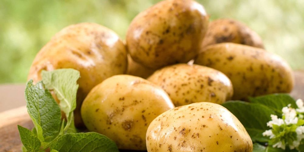 Департамент химизации сертифицировал 17 тысяч тонн экспортируемого картофеля изображение публикации