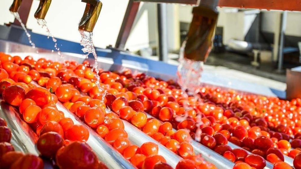 Переработка сельхозпродукции в КР выросла на 71% – объем составил почти 23 млрд сомов изображение публикации