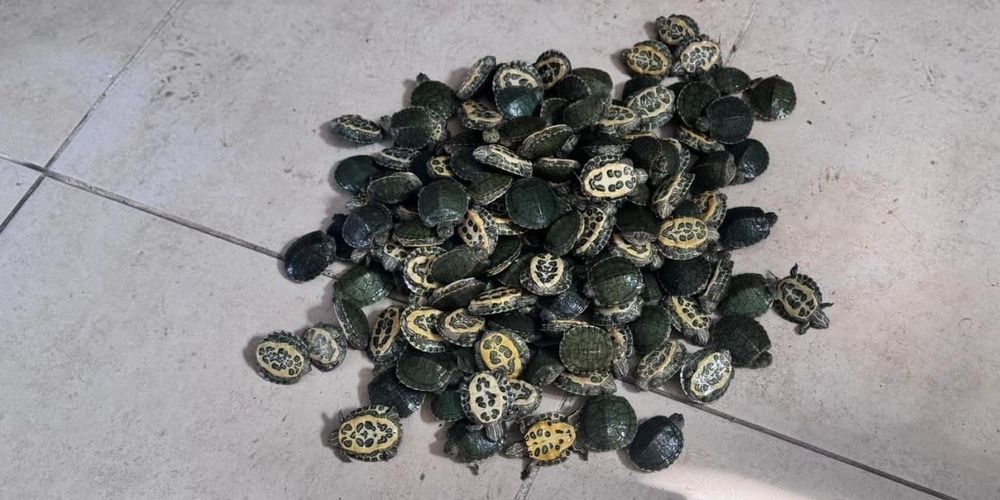 «Живой груз»: кыргызстанца задержали с сотней черепах на границе с Узбекистаном изображение публикации