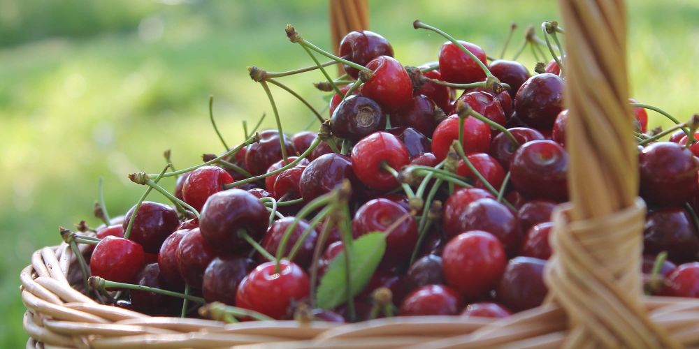 Как заработать 500 тысяч сомов на черешне и смородине на участке в 10 соток? Советы Минсельхоза изображение публикации