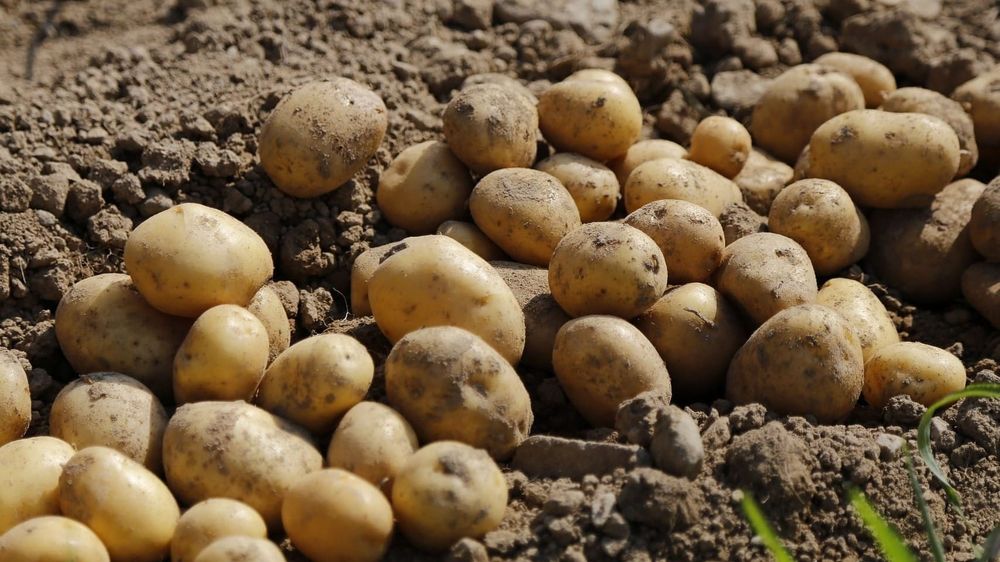 Повышения цен на картофель не ожидается — фермеров призывают продавать запасы изображение публикации
