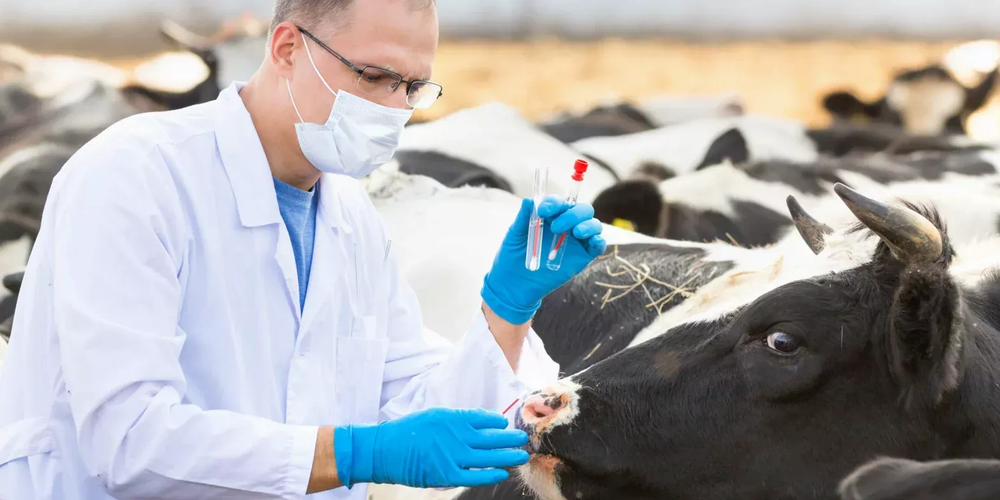 В I квартале 2025 года ветеринарные мероприятия в КР охватили 4 млн голов скота изображение публикации