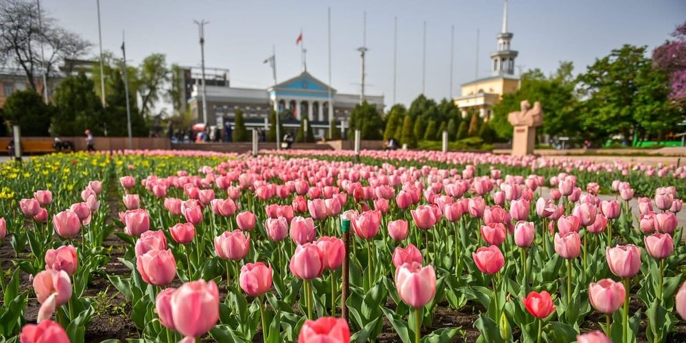 В парках Бишкека расцвели сотни тысяч тюльпанов – фото изображение публикации