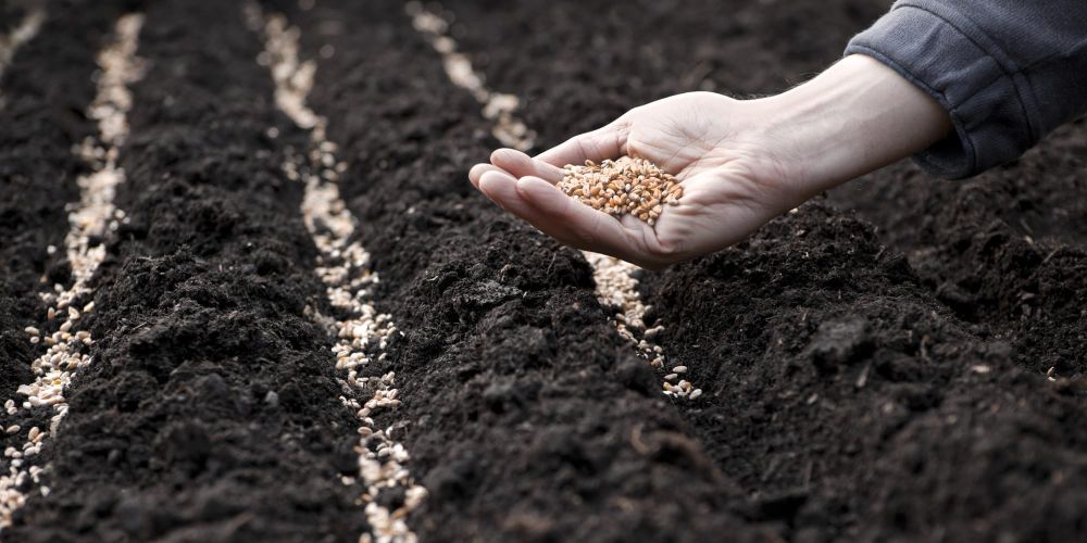 В КР продолжаются весенне-полевые работы: засеяно почти 250 тысяч га изображение публикации