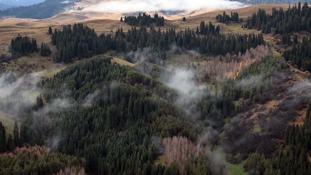 На Иссык-Куле участок лесного фонда отдали под строительство погранпоста изображение публикации