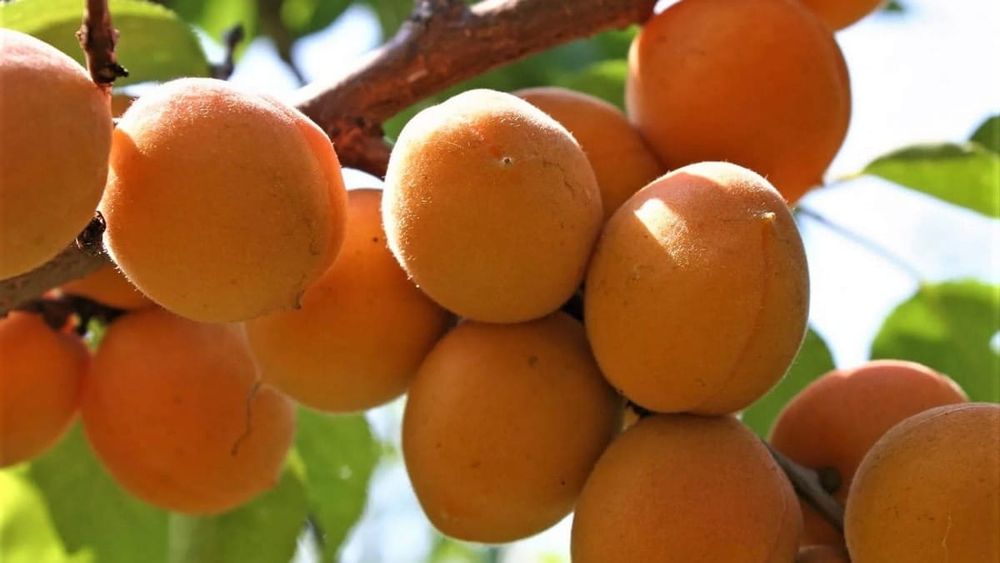 В Кадамжае посадили сад с ультраранними сортами абрикоса изображение публикации