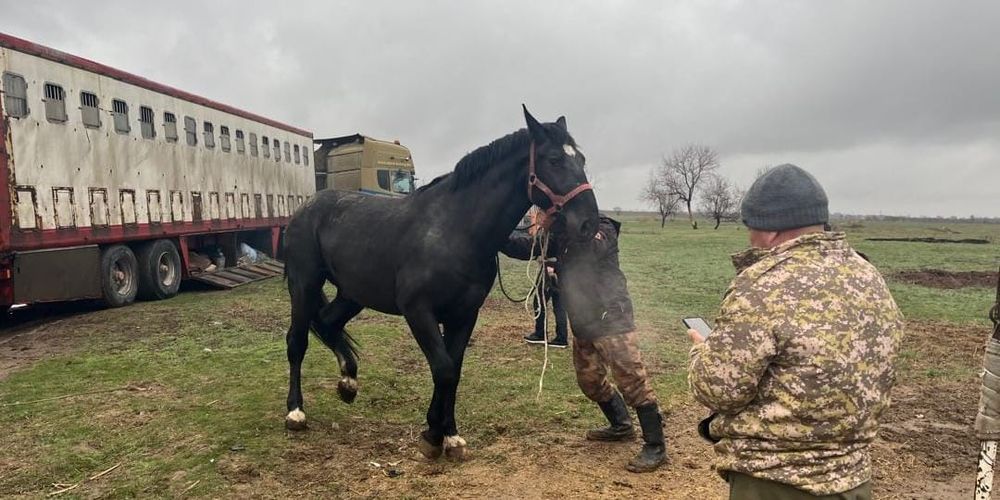 С начала года для улучшения поголовья в КР завезли почти 250 племенных лошадей изображение публикации