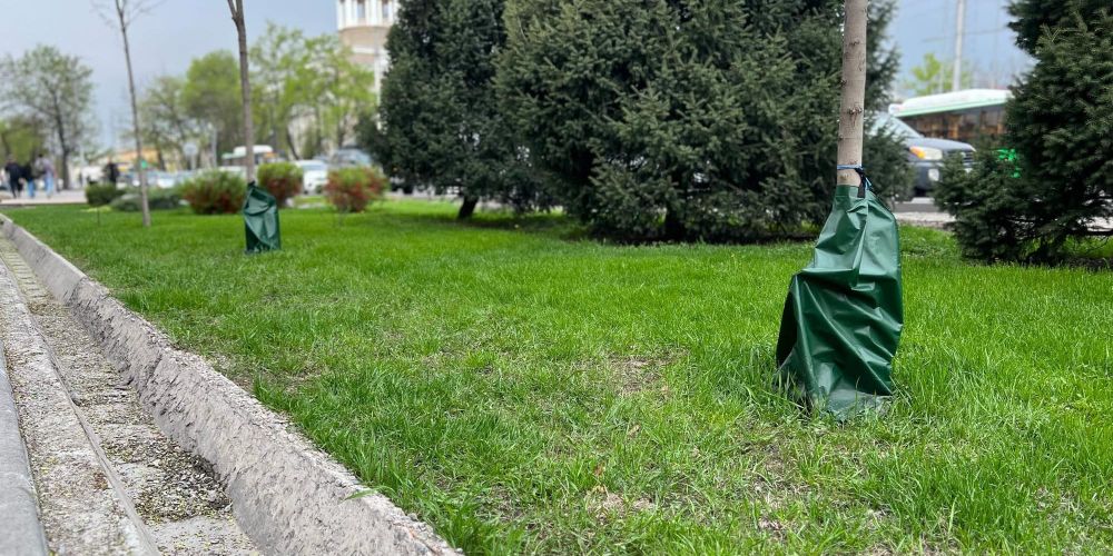 В Бишкеке протестировали мешки для полива деревьев изображение публикации