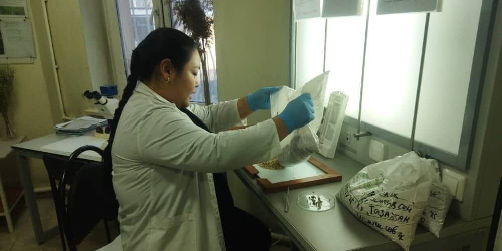 Лаборатория по карантину растений выявила в КР шесть видов опасных вредителей за I квартал текущего года изображение публикации