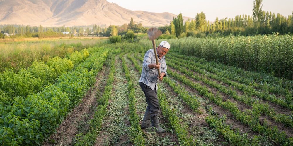 Фермерам Кыргызстана выданы льготные кредиты более чем на 2.1 млрд сомов изображение публикации