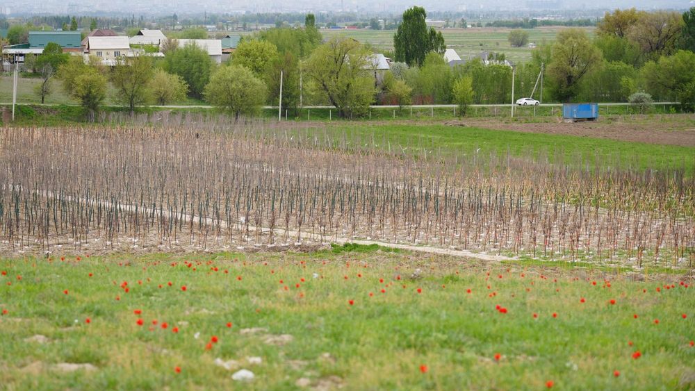 В Бишкеке появится крупный питомник площадью 100 гектаров изображение публикации