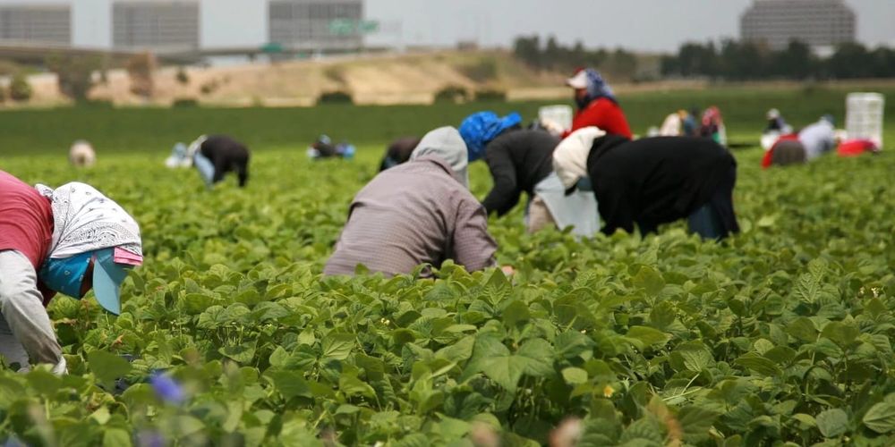 Великобритания повысила визовые сборы для сезонных работников изображение публикации