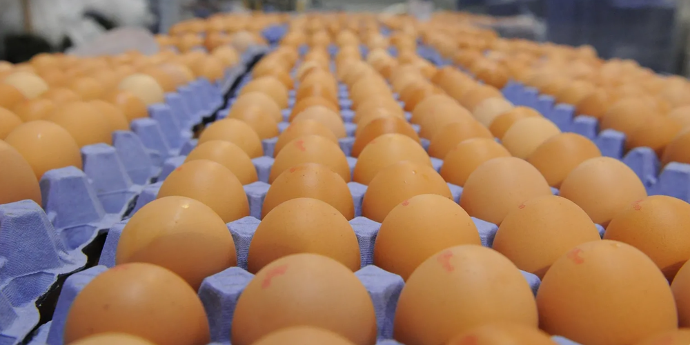 Минсельхоз Кыргызстана предложил запретить импорт куриных яиц на полгода изображение публикации