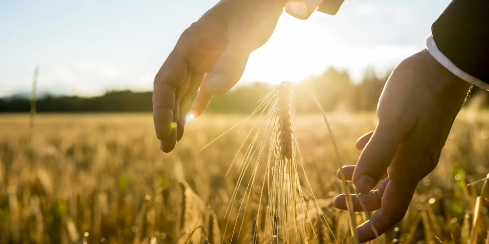 Минсельхоз создаст экономические объединения для поддержки фермеров изображение публикации