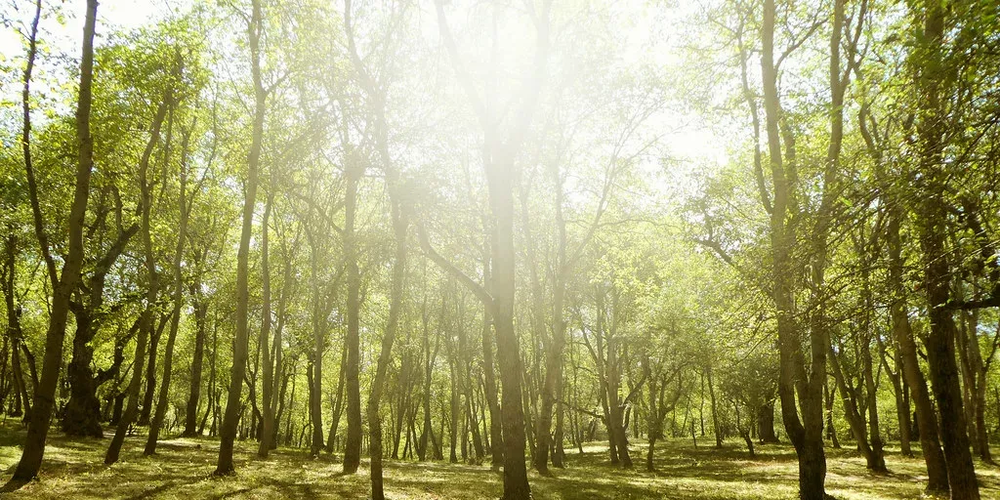 Бишкекское лесное хозяйство объявило конкурс на аренду участков лесфонда изображение публикации