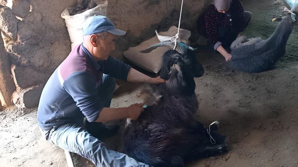 Власти КР выделят на разведение кыргызской пуховой козы в Баткене 10 млн сомов изображение публикации