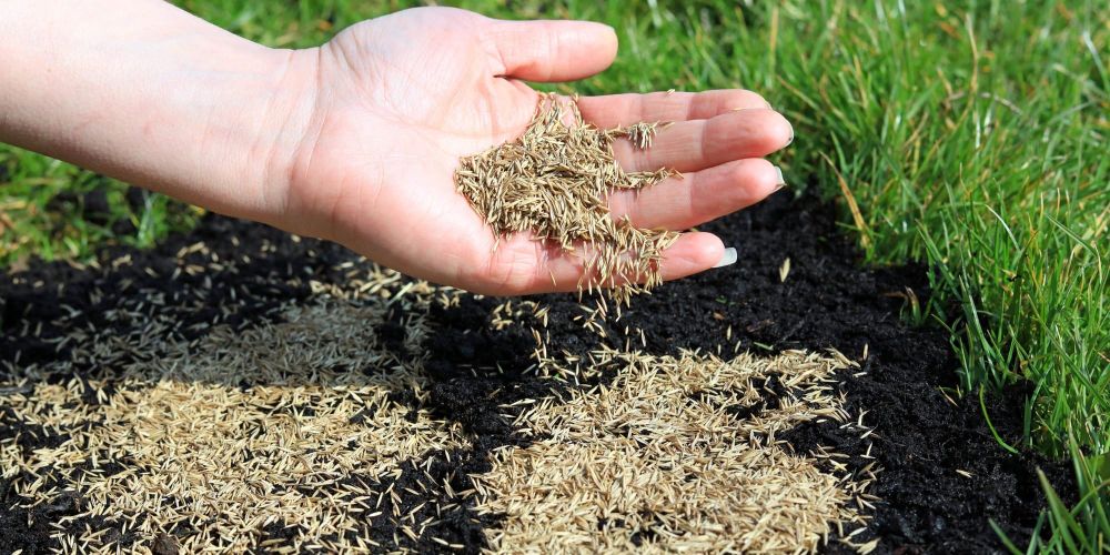 В Иссык-Кульской области начались работы по улучшению пастбищ: засеяно 49 га изображение публикации