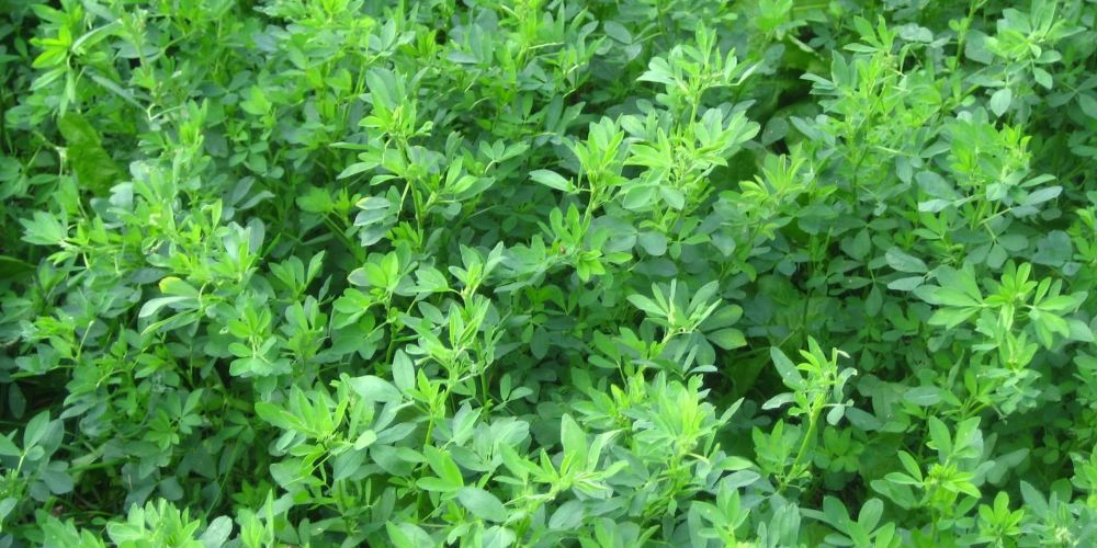 В Чуйской области тестируют новые засухоустойчивые сорта люцерны изображение публикации