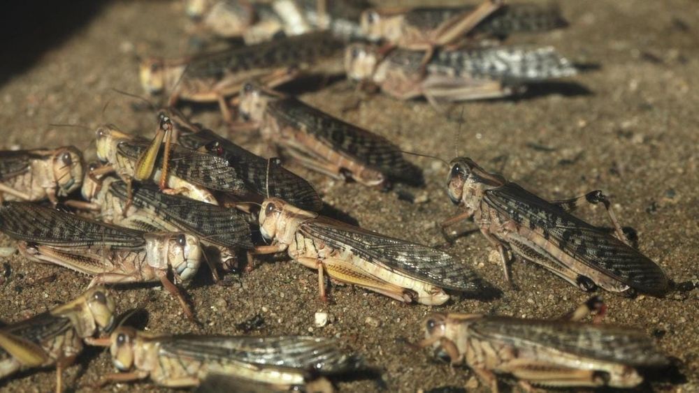 В Кыргызстане выявлено свыше 60 тысяч га с саранчой – 77% уже обработано изображение публикации