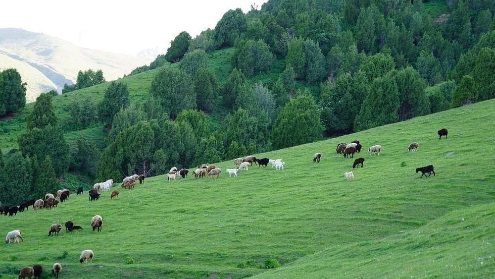 Для лесных хозяйств КР объявлен грант до $100 тысяч на восстановление лесов изображение публикации