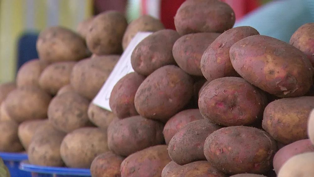 «Дефицита нет»: Минсельхоз ответил на обвинения депутатов в подрыве производства картофеля в КР изображение публикации