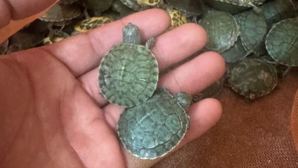 Узбекистанец пытался вывезти 197 черепах из Кыргызстана изображение публикации