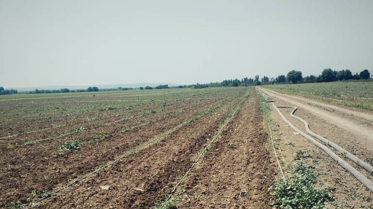В Ошской области засеяно более 1  тысячи га хлопка — из Китая доставлен комбайн для его уборки изображение публикации